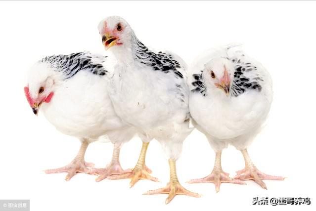 湿度不当对家禽有3大危害！养殖户掌握这3点，减少鸡群呼吸道病