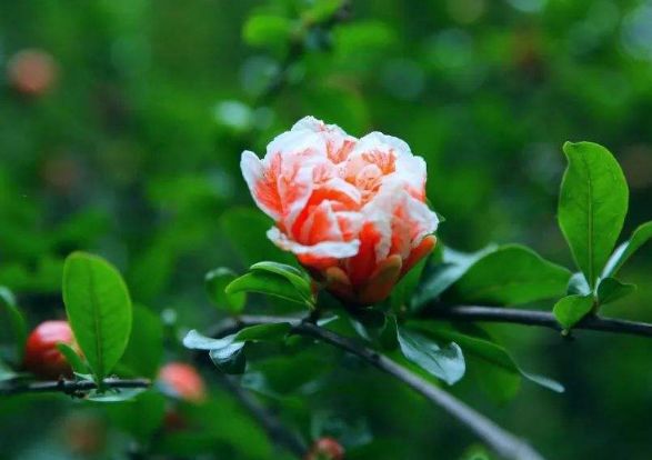 愿光阴含笑岁月静好散文,愿光阴含笑岁月静好什么意思