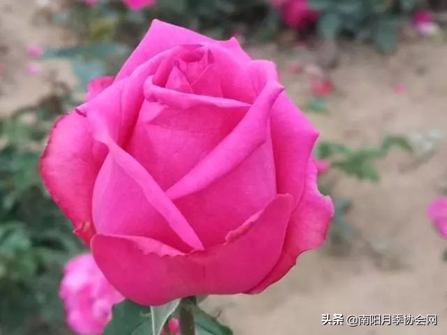 南阳月季欣赏的地方,南阳大月季
