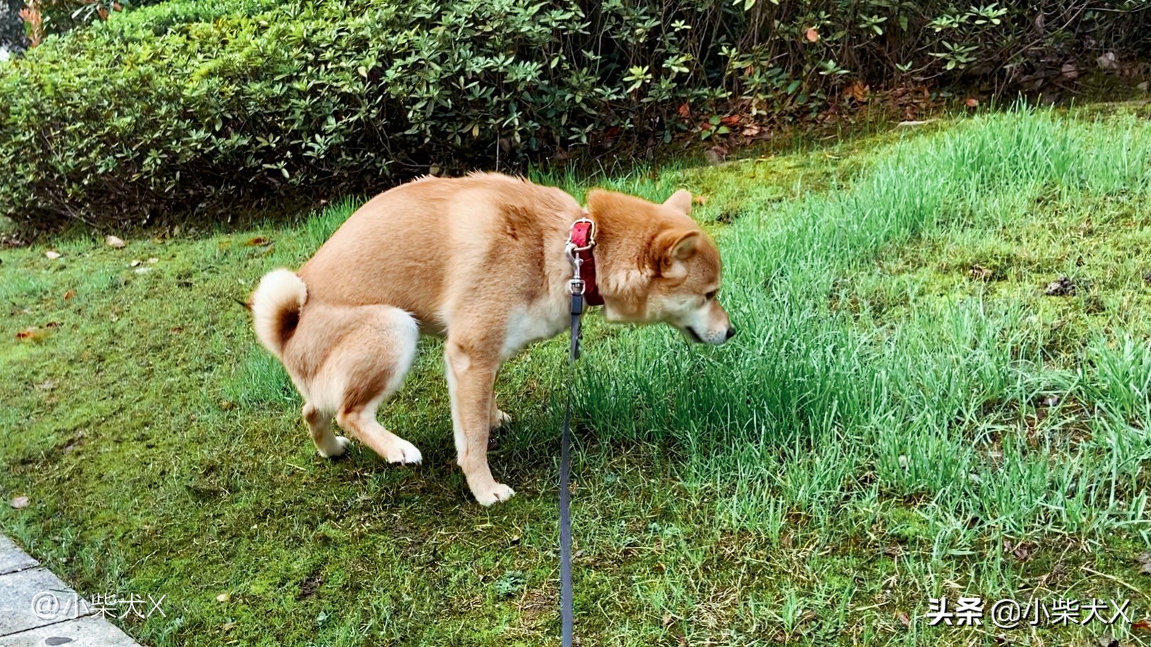 秋冬怎么护理狗狗的毛发,秋冬换季狗狗