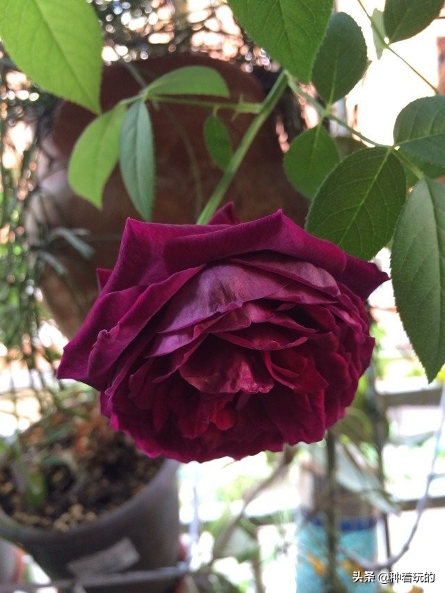 又香又漂亮的月季,一款特别仙气的月季花