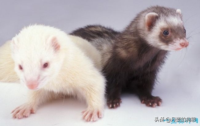 最受欢迎的小型宠物狗排名第一名,家庭喜欢养的宠物狗前十排名