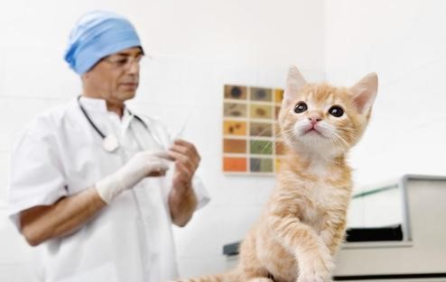 新手买猫怎么避免猫贩子,新手买猫如何避免被坑