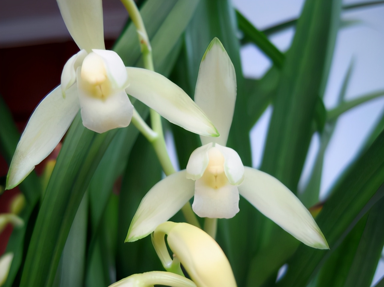 好养的绿植文心兰品种大全,养兰必养的兰花品种