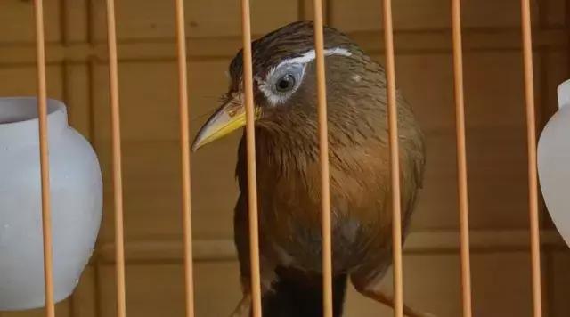 画眉打斗需要了解的重点内容