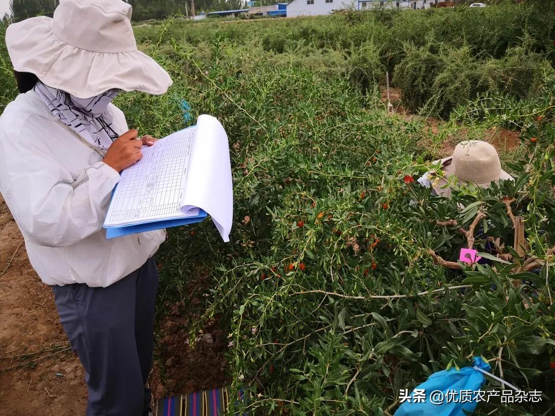 中宁原产地枸杞品质如何,中宁枸杞官方认证品牌