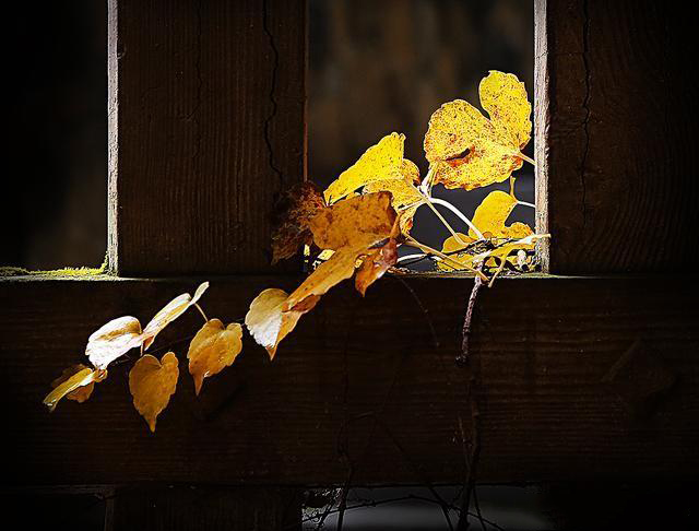 摄影有哪些乐趣和意义,摄影爱好者都喜欢拍什么