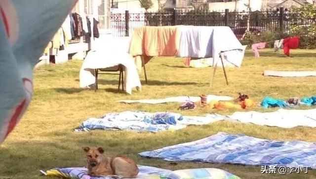 全网通缉的两条狗,全网通缉的狗