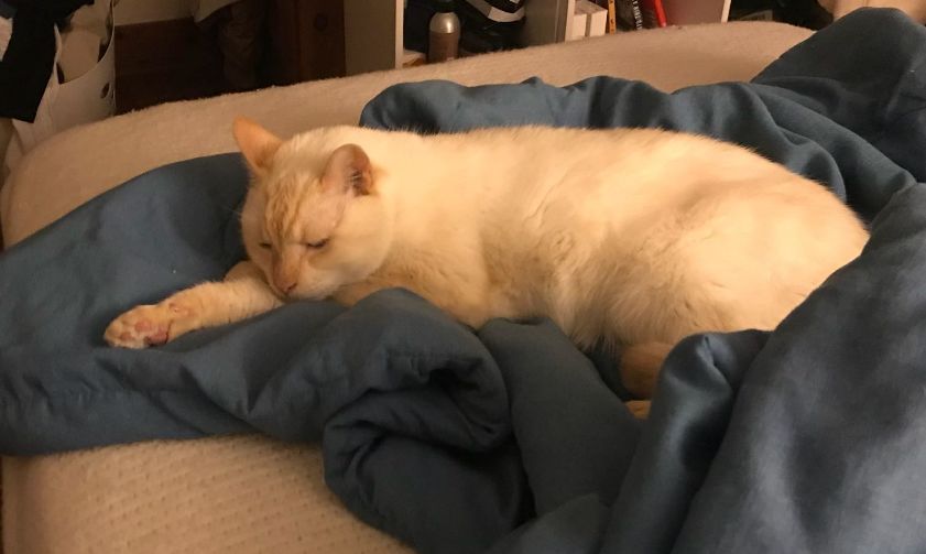 猫咪疯狂啃咬尾巴至出血，诊断后竟是得了抑郁症…