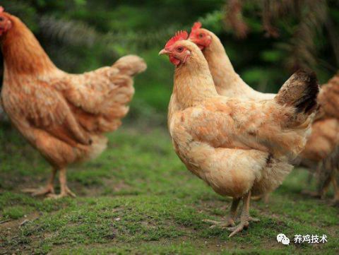 排黄色的粘稠物是什么原因,咳嗽黑便是什么原因