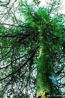 中国珍稀濒危植物保护名录,十大珍稀植物排行榜