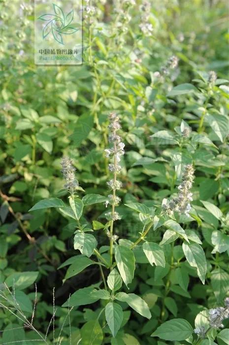 香草罗勒种子,香草降糖草苗