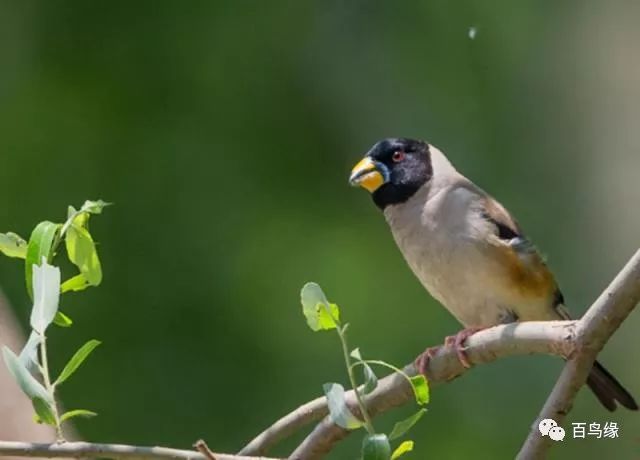 “妈妈，我要养蜡嘴雀”，“行，养两只”，“谢谢妈妈！”