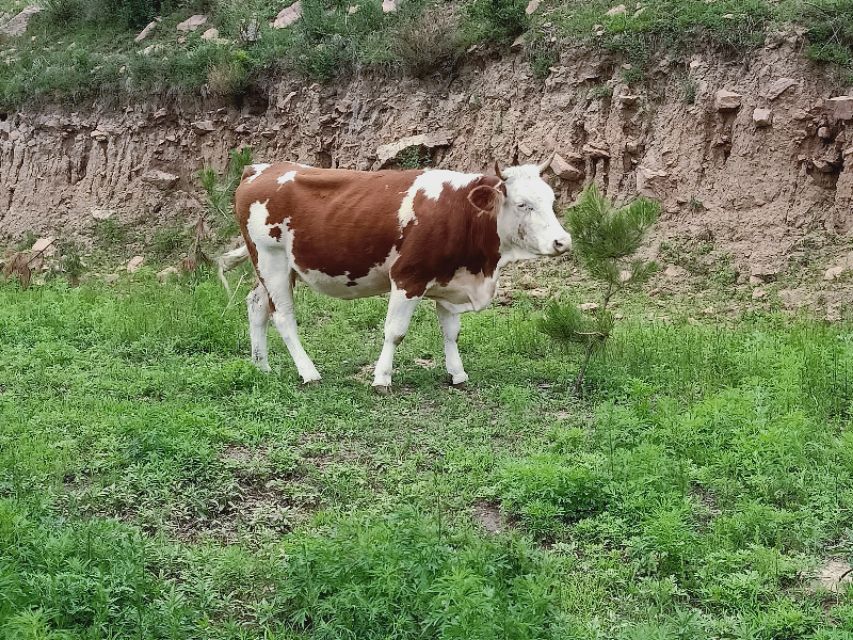 肉牛不排粪怎么办,肉牛食欲不振不吃食是怎么回事