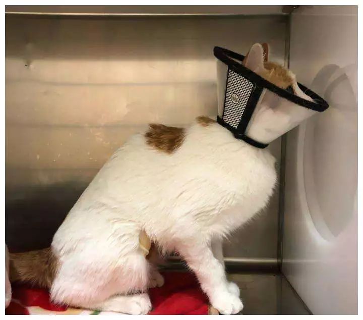 猫咪得了猫癣怎么治最有效,猫咪得了猫癣怎么治疗好得快一些