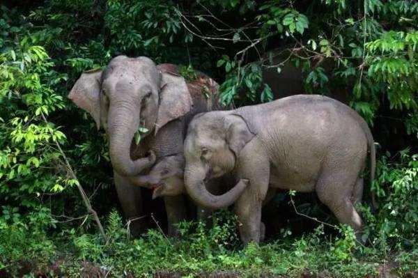 了解西双版纳的风俗和民族文化,西双版纳哈尼族特色民族文化