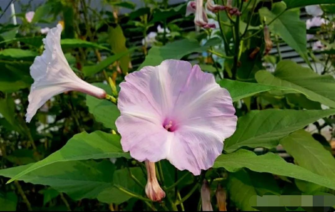 奇葩造型花：头上长草，心中有鬼，白月光。白天不开你非要晚上开