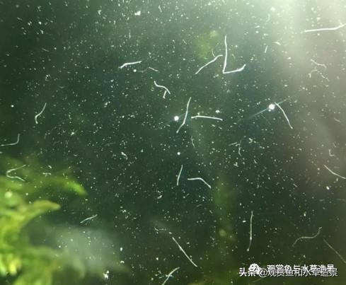鱼缸里涡虫和蛋白虫的区别,水蚤缸底絮状物需要清除吗