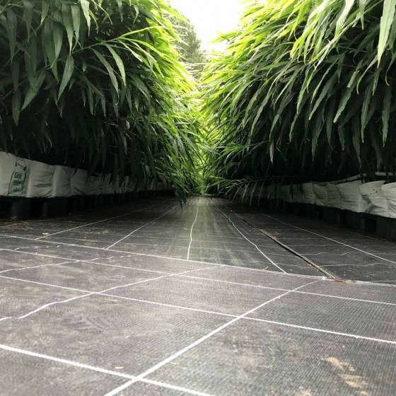 如何在美国种植生姜,露台生姜种植方法图解