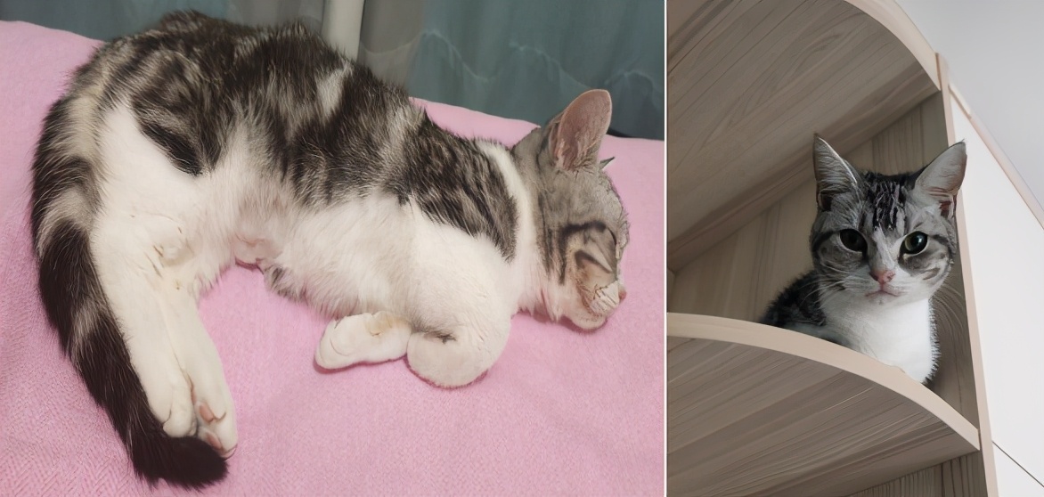 团子猫传腹治好了吗,团子的猫传腹