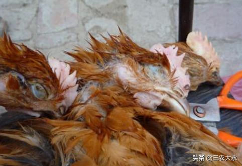 鸡冠发白的原因及解决方法,鸡冠发白还倒冠怎么了