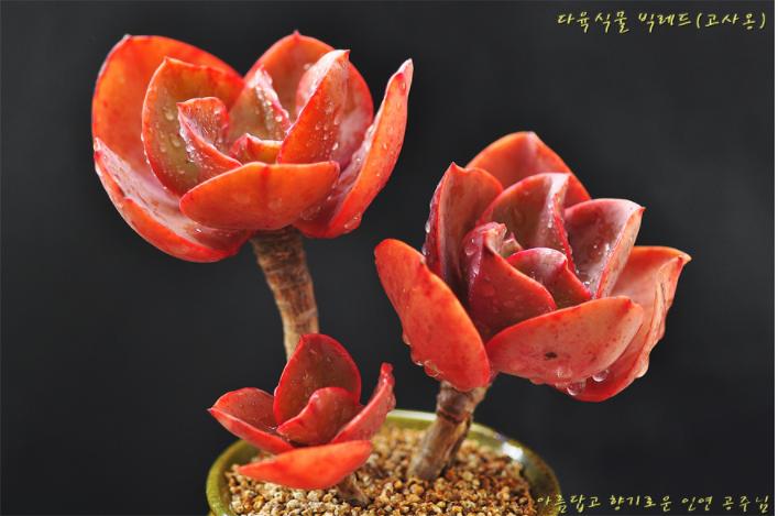 韩国多肉大全图片,多肉公主的图片