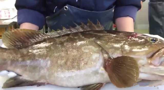 月薪三万的日本顶级厨师，处理“极品大石斑”，你觉得如何？