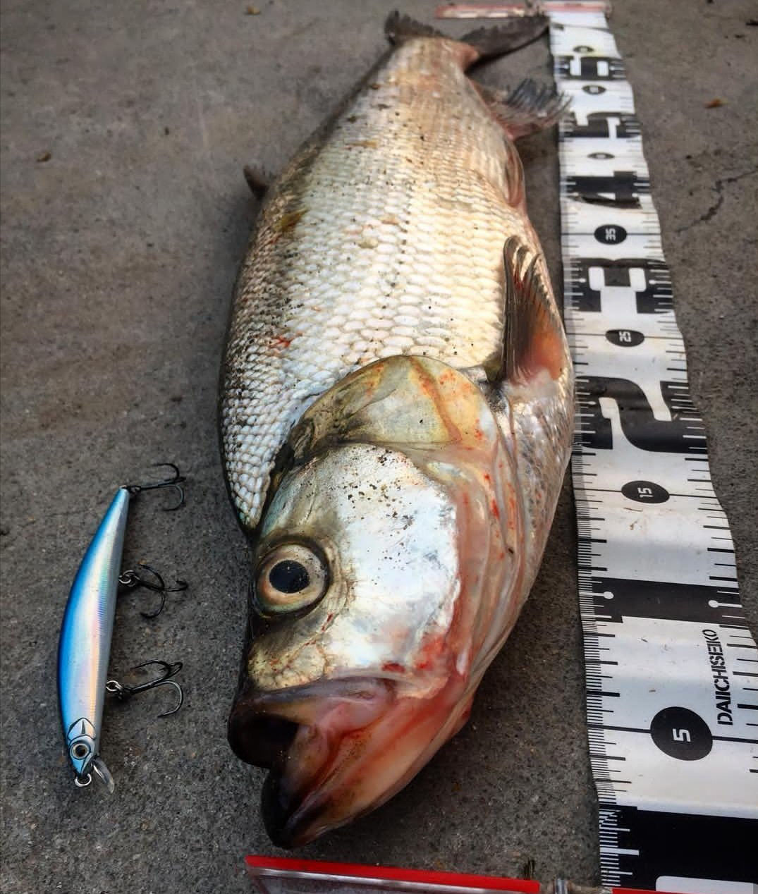 路亚各种钓法选哪个好,路亚入门路亚如何才能钓到鱼