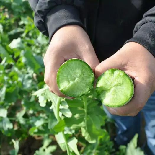 哪个咸菜最下饭,天津萝卜干咸菜