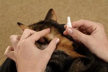 铲屎官不能不知道的养猫的那些事,养猫脏还是养狗脏