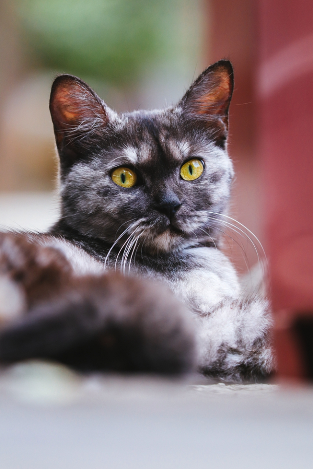 eos200d第一代拍照,eos200dii视频