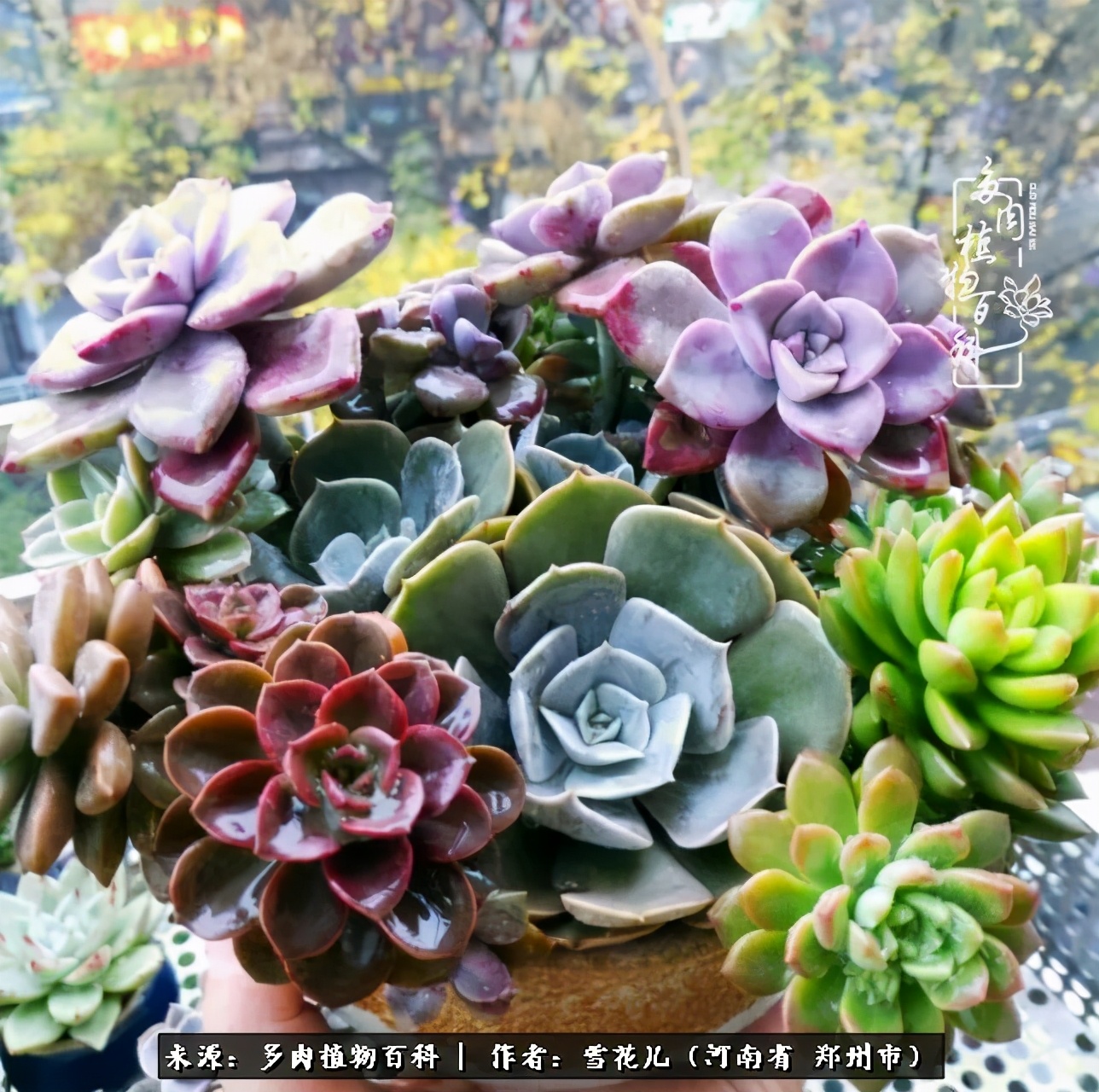 我的多肉乐园,多肉三寸阳台效果图