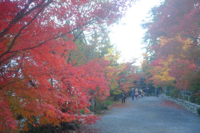 京都赏枫2022,京都赏枫必去景点有哪些好玩的