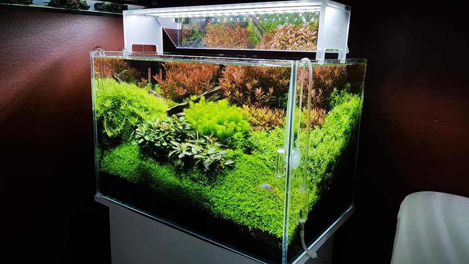 鱼缸加黄粉还能建立硝化系统吗,鱼缸快速建立硝化菌