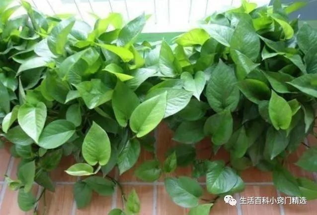 绿萝怎么养长得快不黄叶子不烂根,绿萝怎么养才能不长黄叶更旺盛