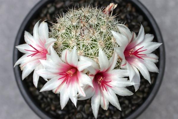 仙人掌开花有多美,仙人掌花开好娇艳