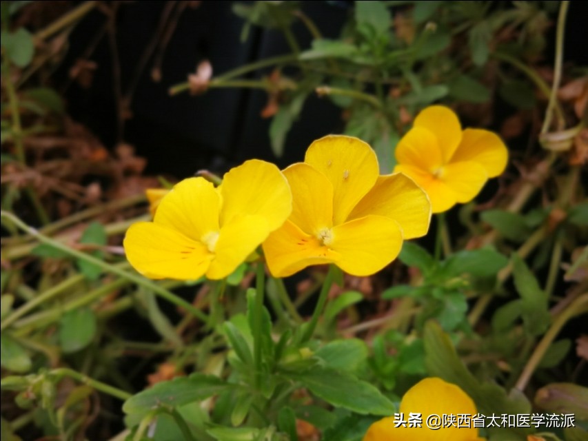 怀孕后恶心呕吐怎么缓解,怀孕后呕吐做什么菜