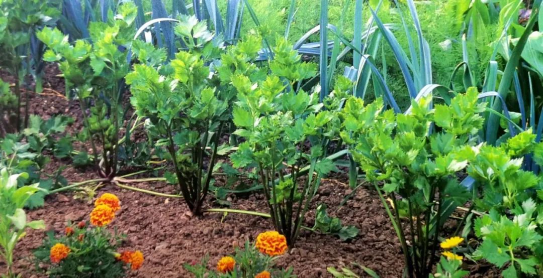 适合阳台盆栽的蔬菜混种搭档，通通收集在此