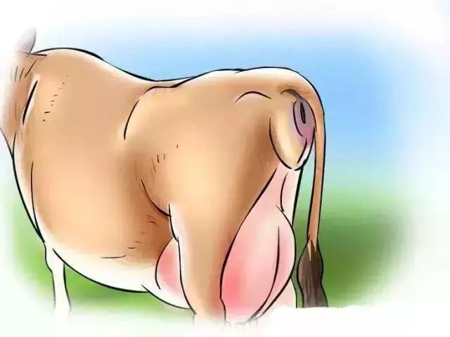 怎么辨别奶牛的奶真假,奶牛分娩前有哪些征兆