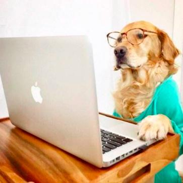 上班族养狗正确方法,上班族怎么养刚满月的狗