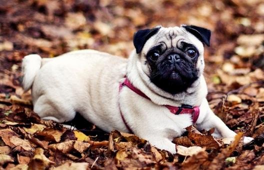 5种宠物店不推荐的狗便宜又好养,这6种狗可以放心养公认不咬人