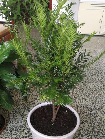 红豆杉的果实能吃吗功效与作用,红豆杉与红豆杉果实哪个功效好