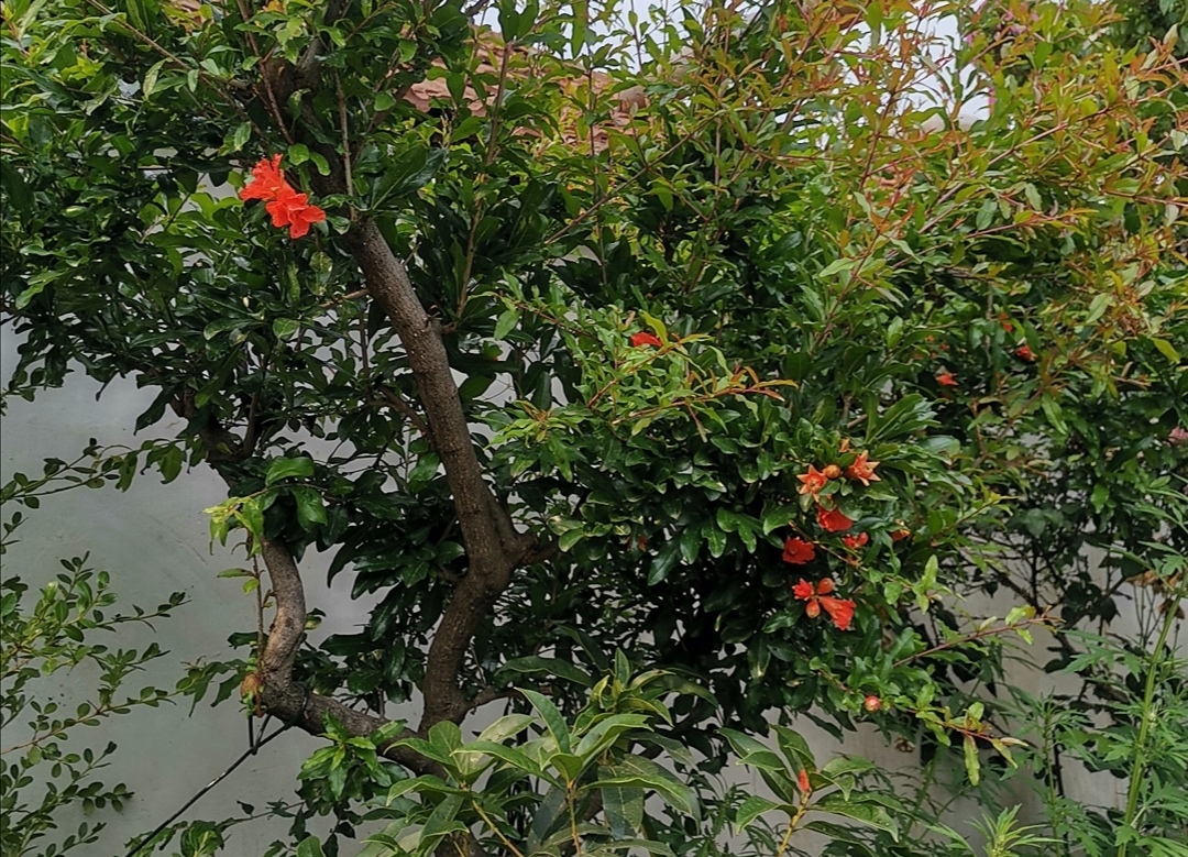 养石榴怎么养才开花结果,养盆栽石榴记住这几个技巧