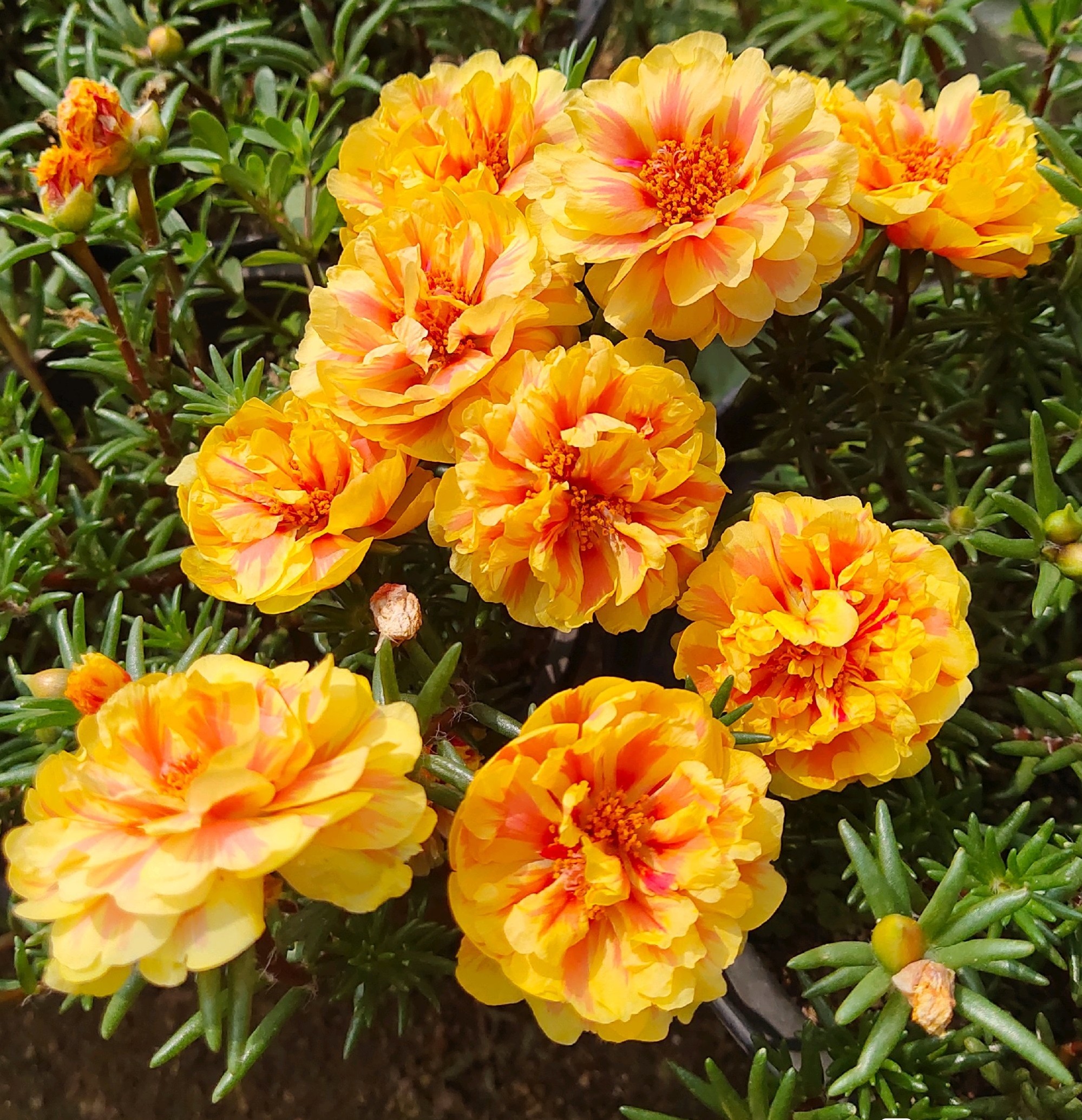 夏季养花，养棵“橙芙蓉”试试，天气越热，花开越美，三季能赏花