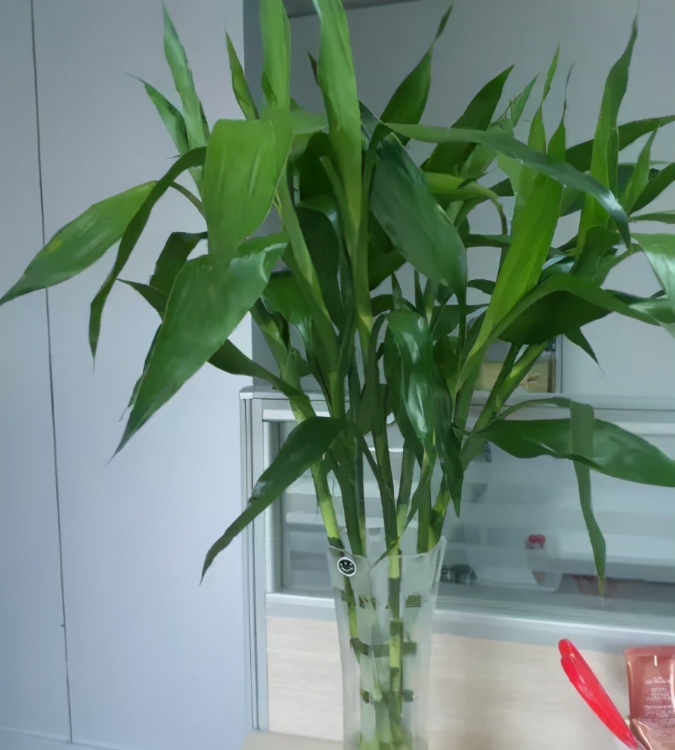 哪些植物对猫咪无毒又能吸附甲醛,室内吸收甲醛最有效的植物花卉