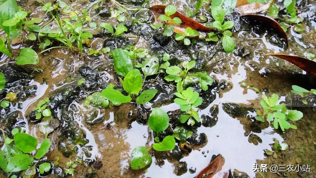 农村这种野菜“雨后”才出现，有人嫌脏，但营养极高