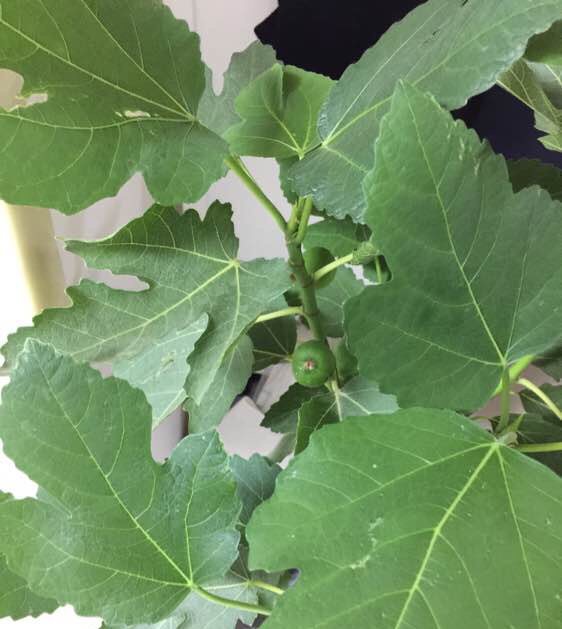 阳台种植无花果的方法,阳台种无花果禁忌