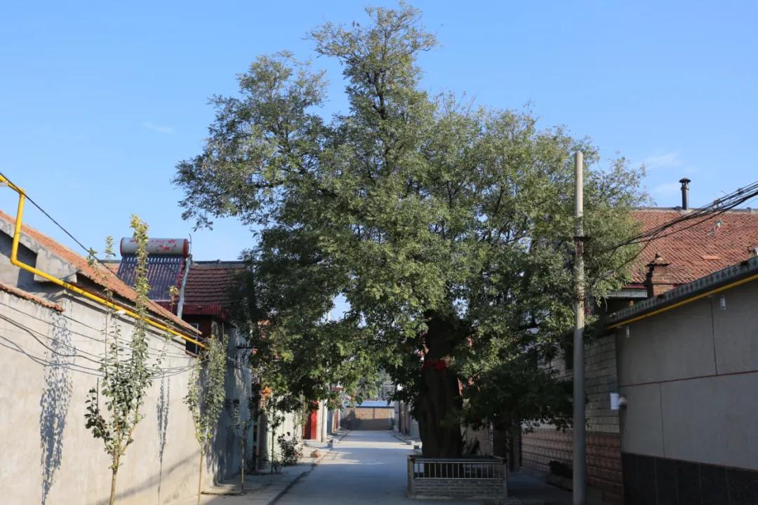 赏鹊林叠翠游魅力李鹊——“好品李鹊”杯短视频大赛开始啦