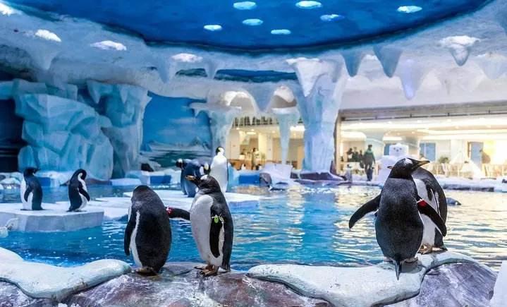 地球妈妈生病了故事,地球变暖冰川融化企鹅