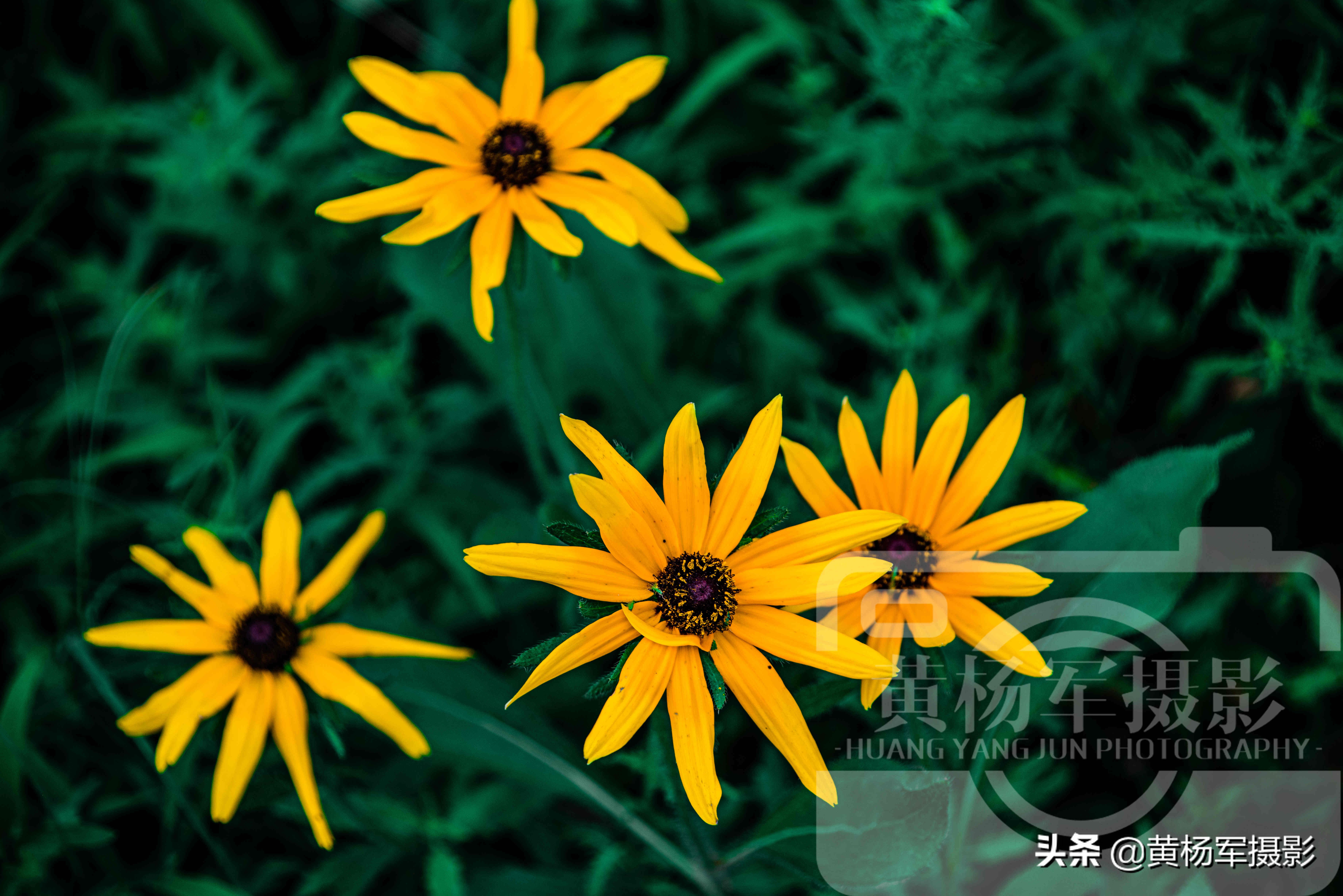 黑心金光菊和全缘金光菊的区别,宿根金光菊和黑心金光菊的区别